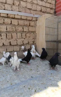 کبوتر رنگی.طوقی.دوکت.زاغ ابادانی