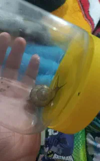 حلزون