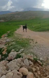 کره اسب نریان