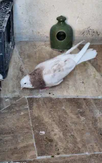 کبوتر