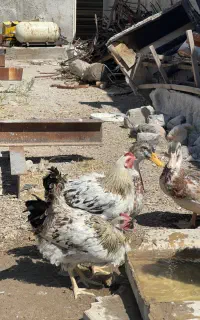 خروس