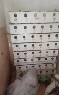 لونه پرنده