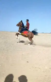 مادیون سواریدار