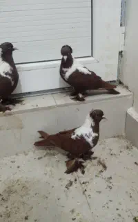 کبوتردورح وک