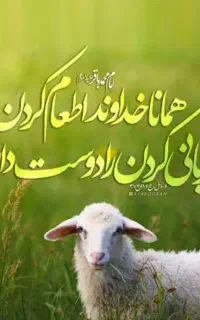 قصاب  در محل