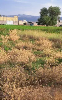 فروش زمین مسکونی ( شهرک بلکو )