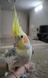 جفت عروس هلندی مولد