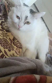 گربه خانگی
