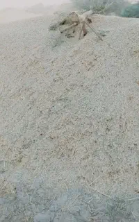 کاه گندم وجو