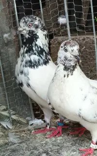 کبوتر