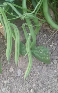 لوبیا سبز