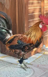 فروش خروس