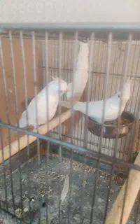 عروس هلندی آلبینو و برزیلی معاوضه با قناری