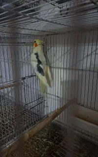 عروس هلندی دوکت