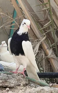 کبوتر طوقی