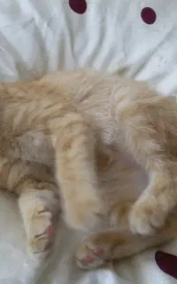 بچه گربه دوماهه