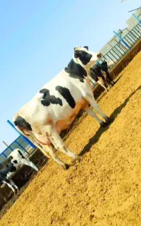 تلیسه آبستن صنعتی