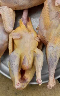 اردک. خروس . بوقلمون .پرکنده