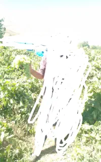 فروش وخرید  کاه گندم