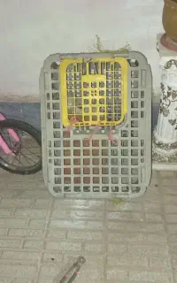 جعبه مرغی
