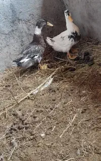 اردک