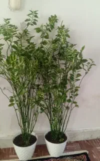 گل طبیعی