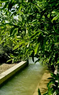 خانه باغ  اجاره ای سپیدان سربست(سوئیت اجاره ای)