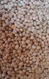 نخود درجه یک
