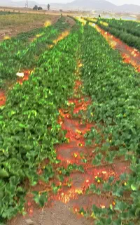 کارگر برای بوستان خیار همراه با جای خواب و غذا