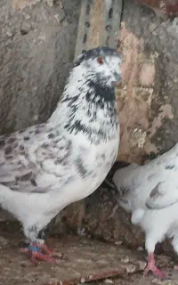 کبوتر پرشی
