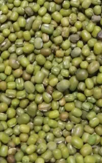 ماش بذری
