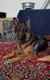 ژرمن