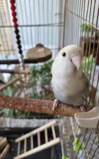 طوطی برزیلی گم شده