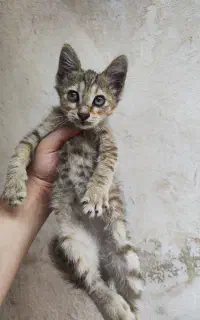 واگذاری رایگان دختر بچه دو ماهه