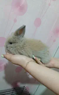 خرگوش اصل مینی لوپ