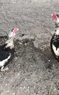 اردک روسی و اسرائیلی نر