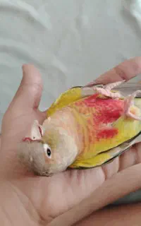 گمشده
