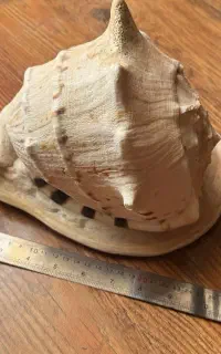 صدف دریایی سایز بزرگ دکوری