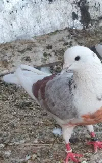 کفتر