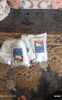 بذر شلغم