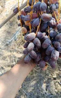 خرمای کلوته شما را به صورت نقدی خریداریم تناژ بلا