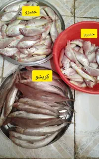 ماهی کریشو (حسون) و ماهی حمیرو