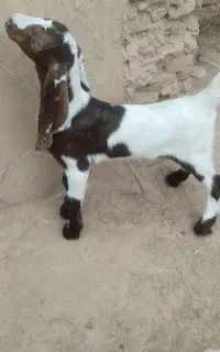 بزغاله پاکستانی. نر.