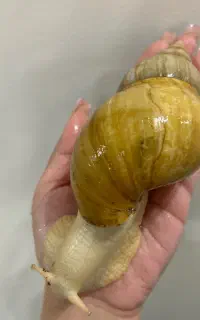 فروش نوزاد حلزون آفریقایی (مناسب پت و حلزون تراپی)