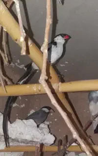 فنچ وایدا