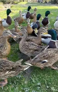 اوردک