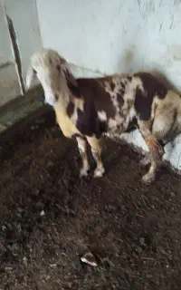 بره بروجردی پوست گاوی