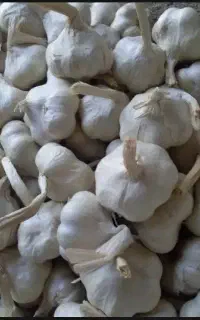 عرضه سیر ریشه وسبدی سورد شده