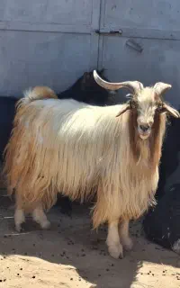 فروش بز نر(سورن)  سالم و سنگین‌وزن