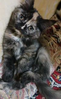 گربه پرشین